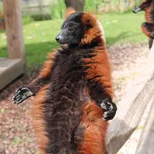 Red Ruffed Lemur