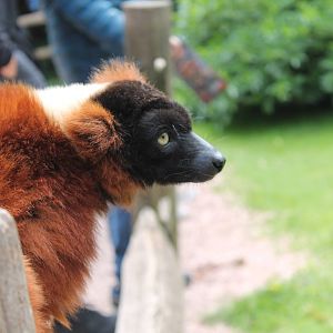 Red Ruffed Lemur
