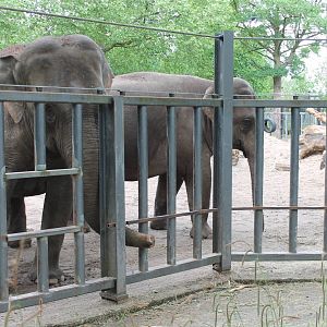 Asian Elephants