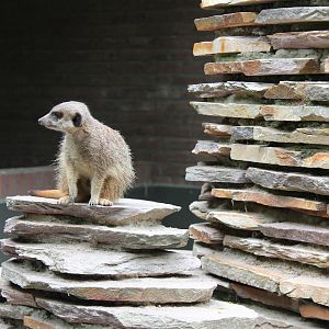 Meerkat