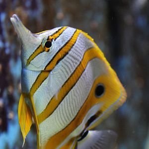 Copper-band butterfly fish