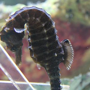 Seahorse