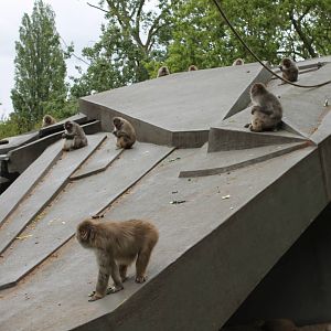 Japanese Macaques