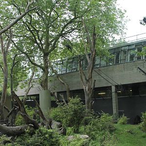 Gorilla and Guenon Exhibit