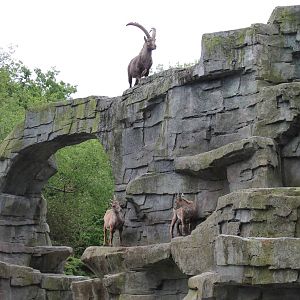 Ibex Exhibit