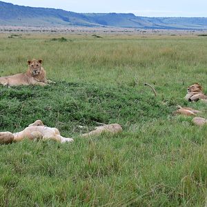 Lions - Masai Mara