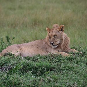 Lions - Masai Mara
