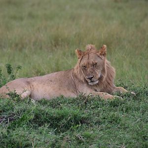 Lions - Masai Mara