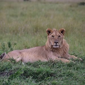 Lions - Masai Mara