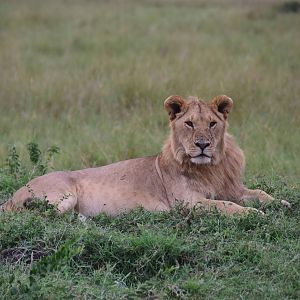 Lions - Masai Mara