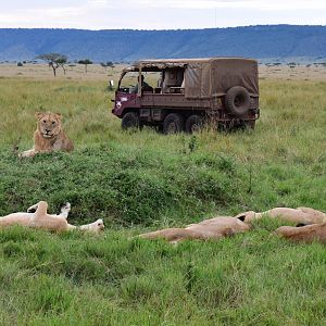 Lions - Masai Mara