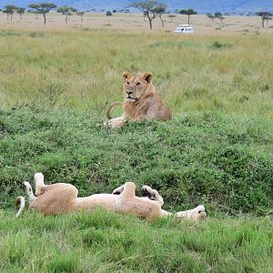 Lions - Masai Mara