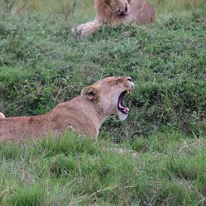 Lions - Masai Mara