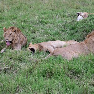 Lions - Masai Mara