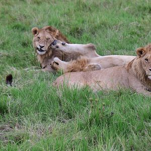 Lions - Masai Mara
