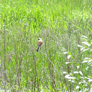 Red-backed Shrike