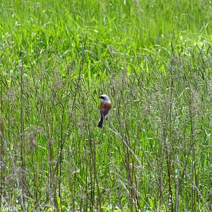 Red-backed Shrike