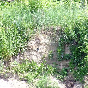 Kingfisher Pair and Nest