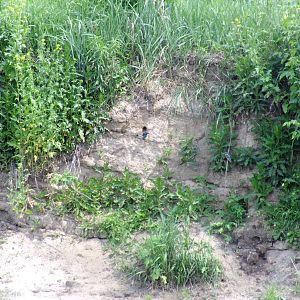 Kingfisher Pair and Nest