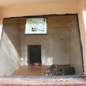 Mongoose enclosure, February 2016