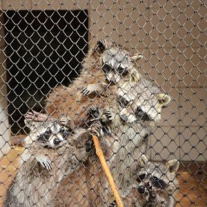Scrapping raccoons, February 2016