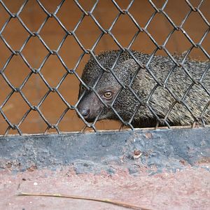 Egyptian mongoose, February 2016