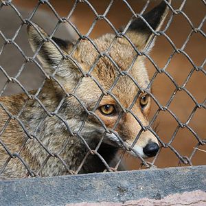 Nile red fox, February 2016