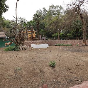 Scimitar-horned oryx paddock, February 2016