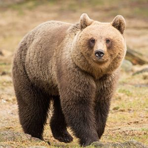 Brown Bears in Pirttivaara Finland
