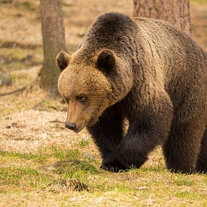 Brown Bears in Pirttivaara Finland