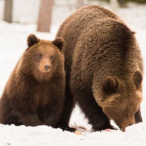 Mother and Cub in the Snow