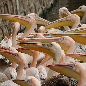 Pelicans, February 2016