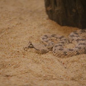 Cerastes sp., February 2016