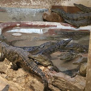 Young Nile crocs, February 2016