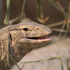 Nile monitor, February 2016