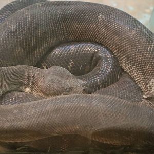 Morelia sp., February 2016