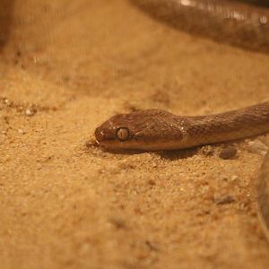 Telescopus sp.?, February 2016