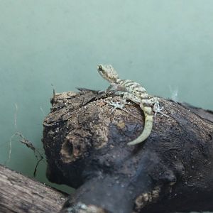 Tropiocolotes species