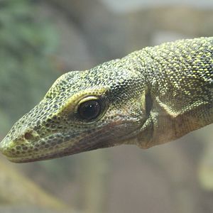 Varanus salvadorii