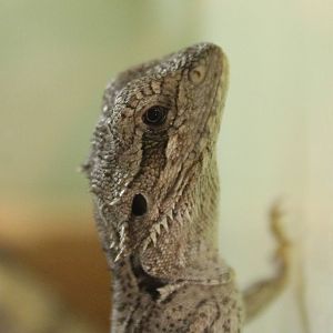 Pogona minor