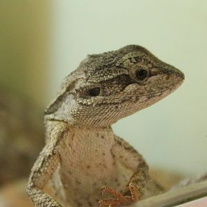 Pogona minor