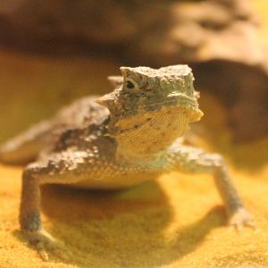 Phrynosoma platyrhinos