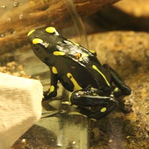 Dendrobates tinctorius