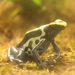 Dendrobates tinctorius