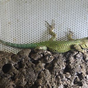Sceloporus malachiticus