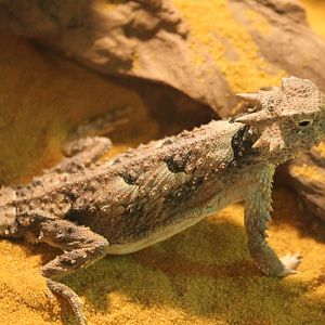 Phrynosoma platyrhinos