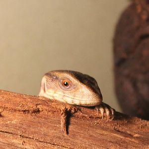Very young Varanus exanthimaticus