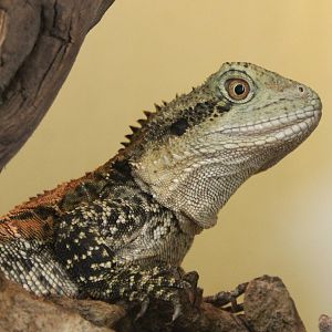 Australian water dragon