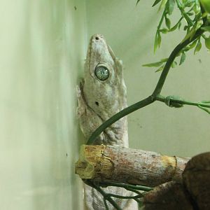 Gehyra baliola vorax