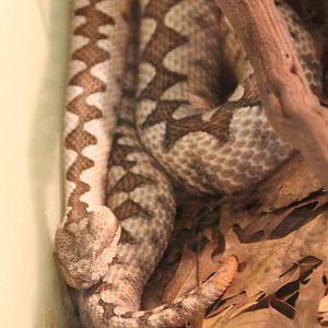 Vipera ammodytes